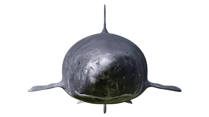 Obraz premium Greenland shark isolated on white background, Somniosus microcephalus front view