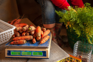 Happy female peasant sorts and weighs carrots harvested at their own site. Traditions of ecological nutrition, vegetarianism, healthy food, respect for nature. South Russia farm, Volgograd region