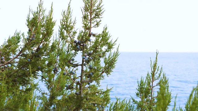 Juniper plants with berries on the background of the Black Sea.