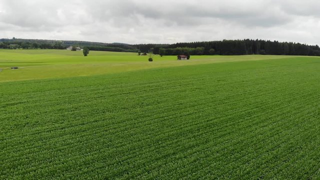 Flug &uuml;ber gr&uuml;nes Maisfeld und Wiese