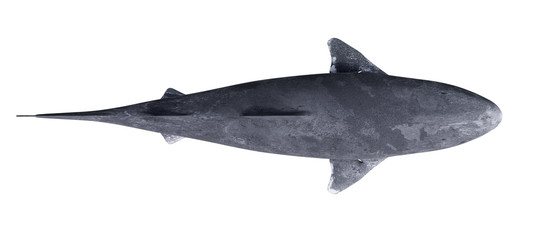 Obraz premium Rekin grenlandzki samodzielnie na białym tle, widok z góry Somniosus microcephalus