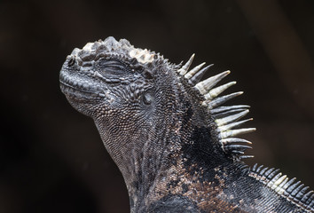 Iguana of Galapagos