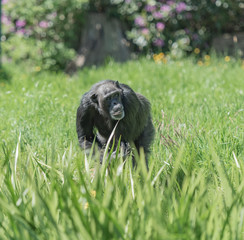 chimpanzee in grass