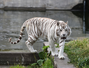 tiger