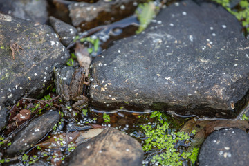 View at the rocks, waters river and little frog