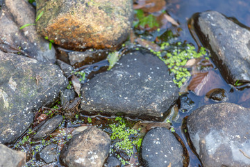 View at the rocks, waters river and little frog