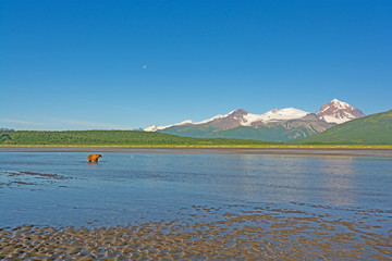 Bear in the Alaskan Wilderness