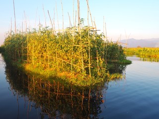 Birma - pływające ogrody na Inle Lake