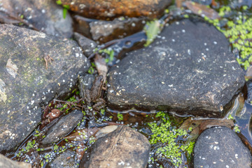 View at the rocks, waters river and little frog