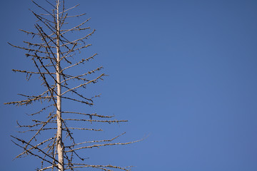 trees and blue sky