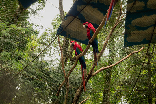 pareja de guacamayos en zoo-  couple of macaws parrot in zoo