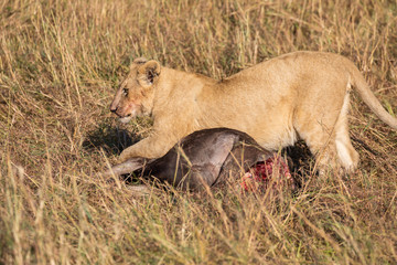Fototapeta na wymiar Female lion, leo panthera, hunting in the tall grass of the Maasai Mara in Kenya, Africa