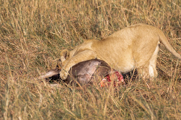 Fototapeta na wymiar Lion cub, panthera leo, with part of wildbeest carcass in tall grass landscape in the Maasai Mara, Kenya, Africa