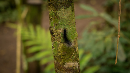 gata peluda/ insecto -  hairy cat insect 