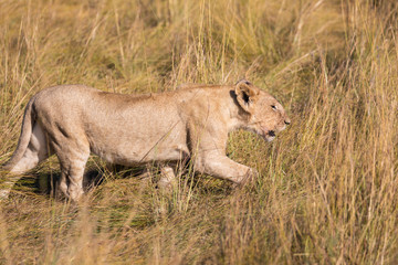 Female lion, panthera leo, hunting in the tall grass of the Maasai Mara in Kenya, Africa