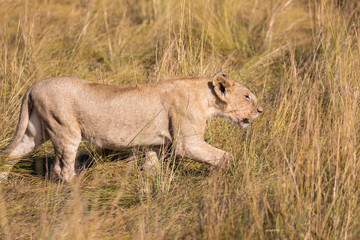 Fototapeta na wymiar Female lion, panthera leo, hunting in the tall grass of the Maasai Mara in Kenya, Africa