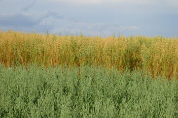 Fototapeta premium Colorful field with immature oats and ready to harvest