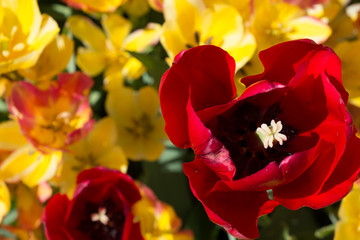 Tulpen