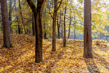 bright sunny autumn in the mountains. Colourfull landscape. Sigulda, Latvia. Baltic states.