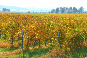 Naklejka premium Weinberg