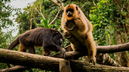 Monos - monkeys