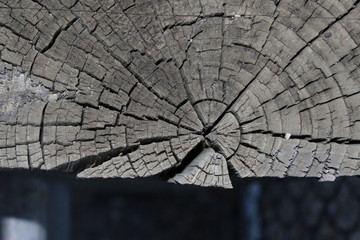 cracked tree post