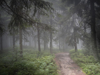 Las Pełen Tajemnic © Rusnak
