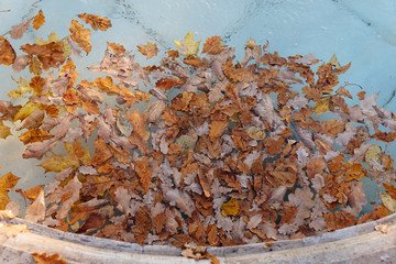 Fallen different colourful leaves floating in swimming pool water (fountain), top view. Autumn time, foliage concept