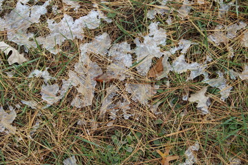 ice and pine needles