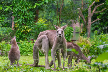 Kangaroo family on the green lawn. Eastern Kangaroos in the wild. Baby kangaroo and his mom. Kangaroo looks at camera