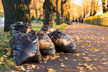 Bunch of withered leaves lying in black bin bags.Black garbage bags filled with fallen...