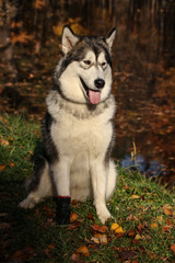 Dog breed Alaskan Malamute similar to the wolf in the autumn forest on the background of orange-yellow foliage