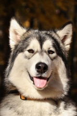 Dog breed Alaskan Malamute similar to the wolf in the autumn forest on the background of orange-yellow foliage