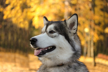 Obraz premium Dog breed Alaskan Malamute similar to the wolf in the autumn forest on the background of orange-yellow foliage