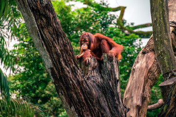 A large, red, hairy monkey sits high on a tree. Tropical jungle