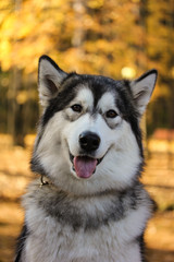 Dog breed Alaskan Malamute similar to the wolf in the autumn forest on the background of orange-yellow foliage