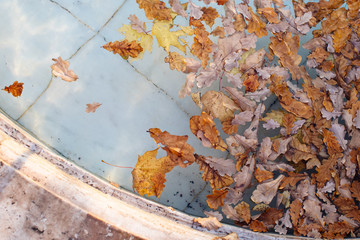 Fallen different colourful leaves floating in swimming pool water (fountain), top view. Autumn time, foliage concept
