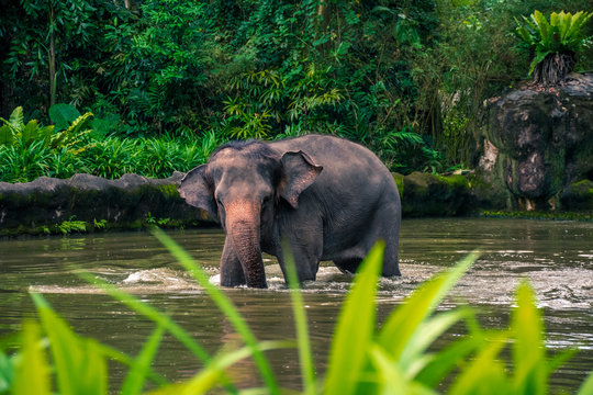 Baby elephant walks in the pond. Elephant with large ears and trunk in nature. Cute baby elephant, portrait image