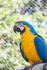 Arara