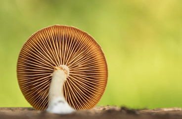 Forest mushroom closeup macro