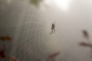 Foggy Spider Web 