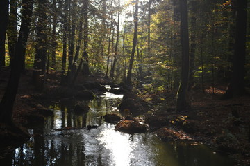 River in the autumn forest