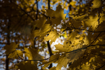 Fall Leaves