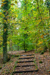 Up through the woods