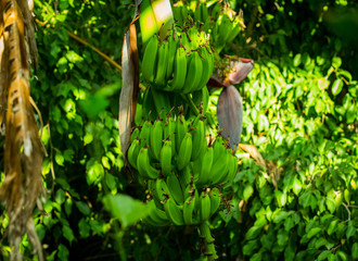 Green bananas - 228920819