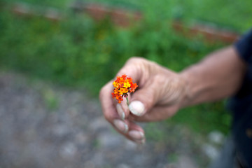 Manos sosteniendo na flor