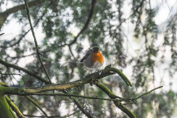 Robin