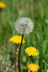 Summer Dandelion
