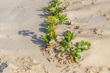 green plants growing in the sand 