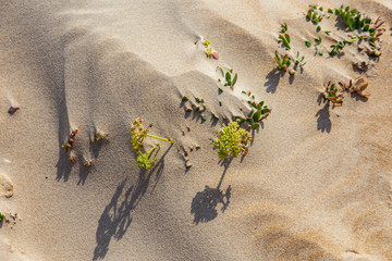 Obraz premium green plants growing in the sand 
